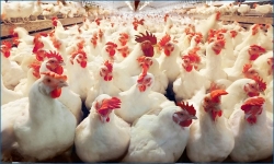 وزیر جهادکشاورزی وجود بازار سیاه در عرضه گوشت سفید را تایید کرد