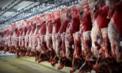 تناقض چند وجهی بازار گوشت/ تولید دام مازاد، واردات دولتی گوشت و قاچاق دام به خارج